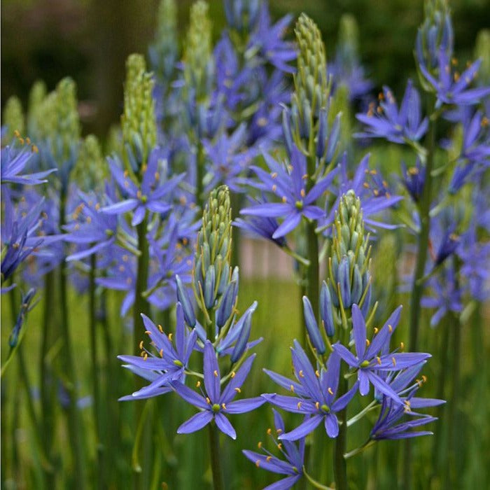 Camassia leichtlinii 'Blauwe Donau' - Prairielelie Blauw