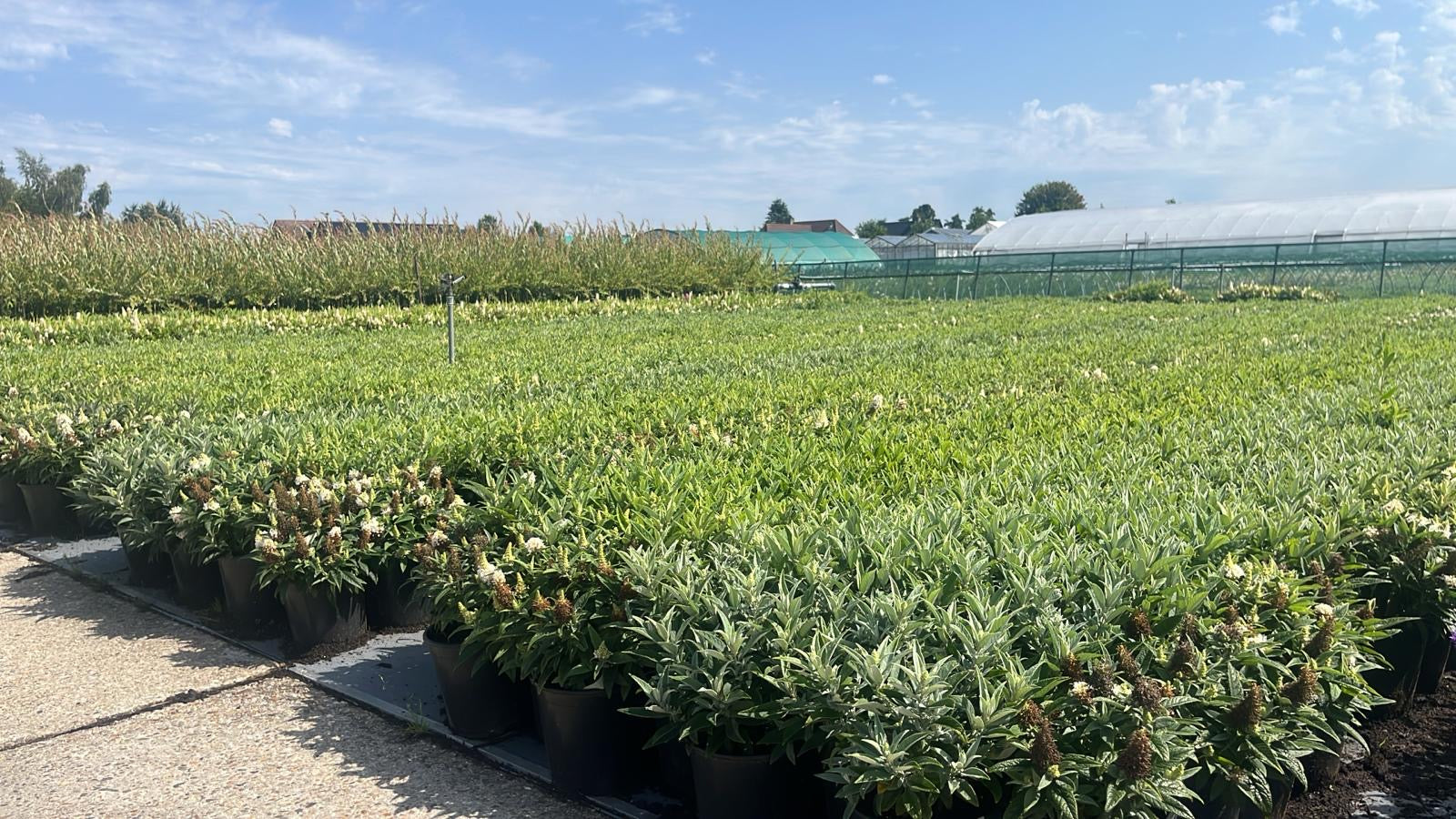Buddleja Butterfly Candy 'Little White' - Witte Dwergvlinder