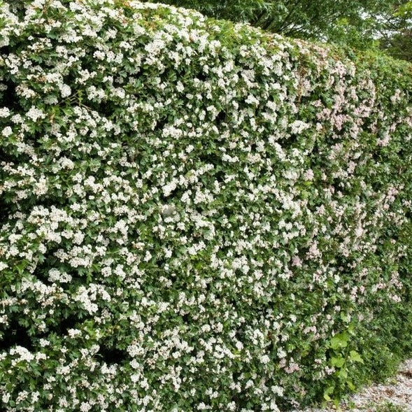 Crataegus monogyna - Meidoornhaag blote wortel