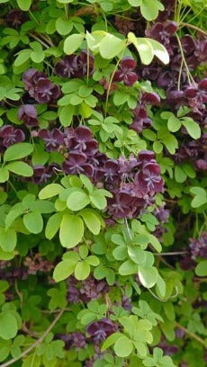 Akebia quinata -  Schijnaugurk