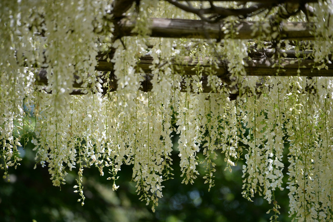 Wisteria macrostachya 'Clara Mack'  - Witte Regen
