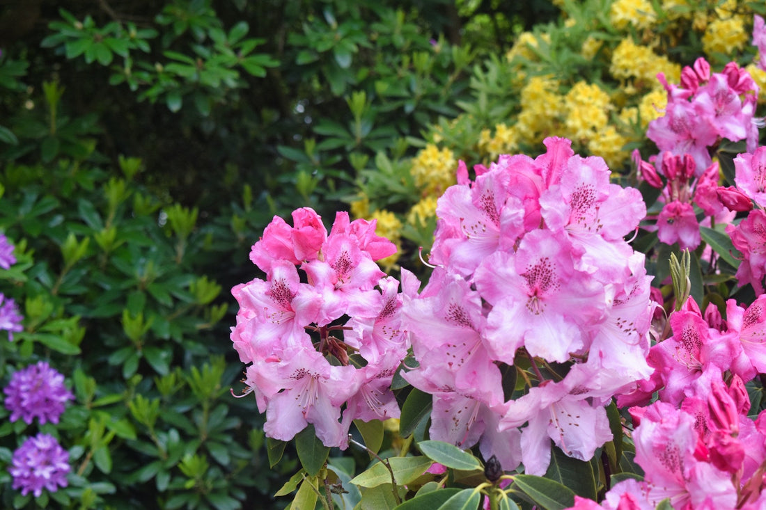 Rhododendron 'Roseum Elegans'