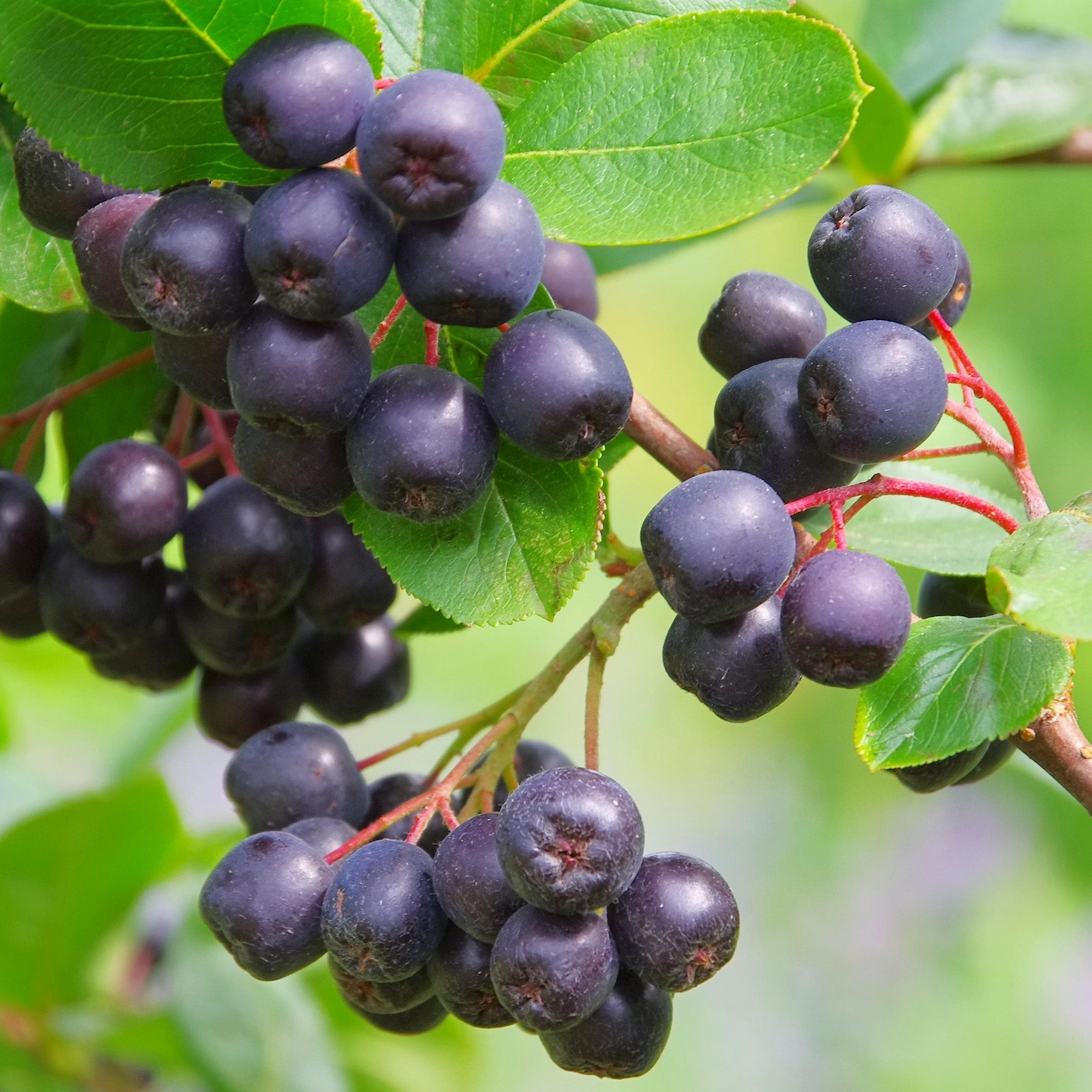 Aronia melanocarpa - Zwarte Appelbes haag blote wortel