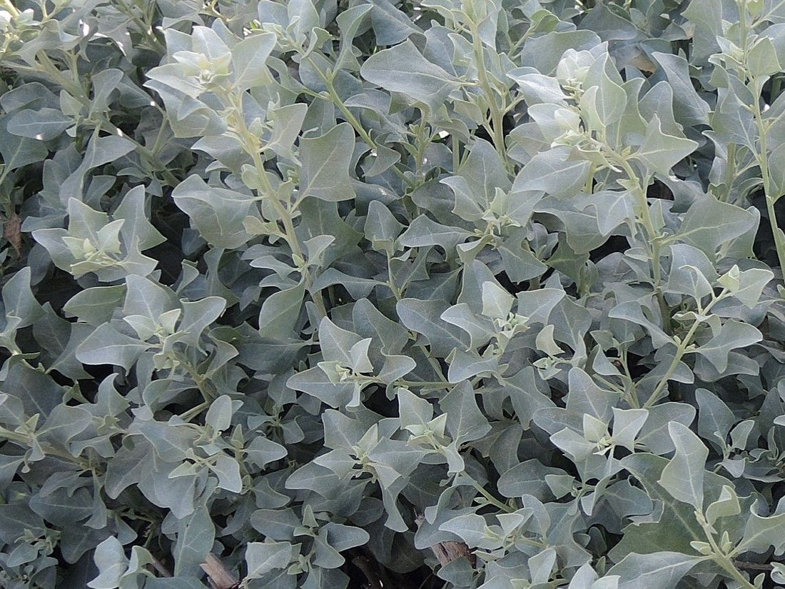 Atriplex halimus - Zoutmelde
