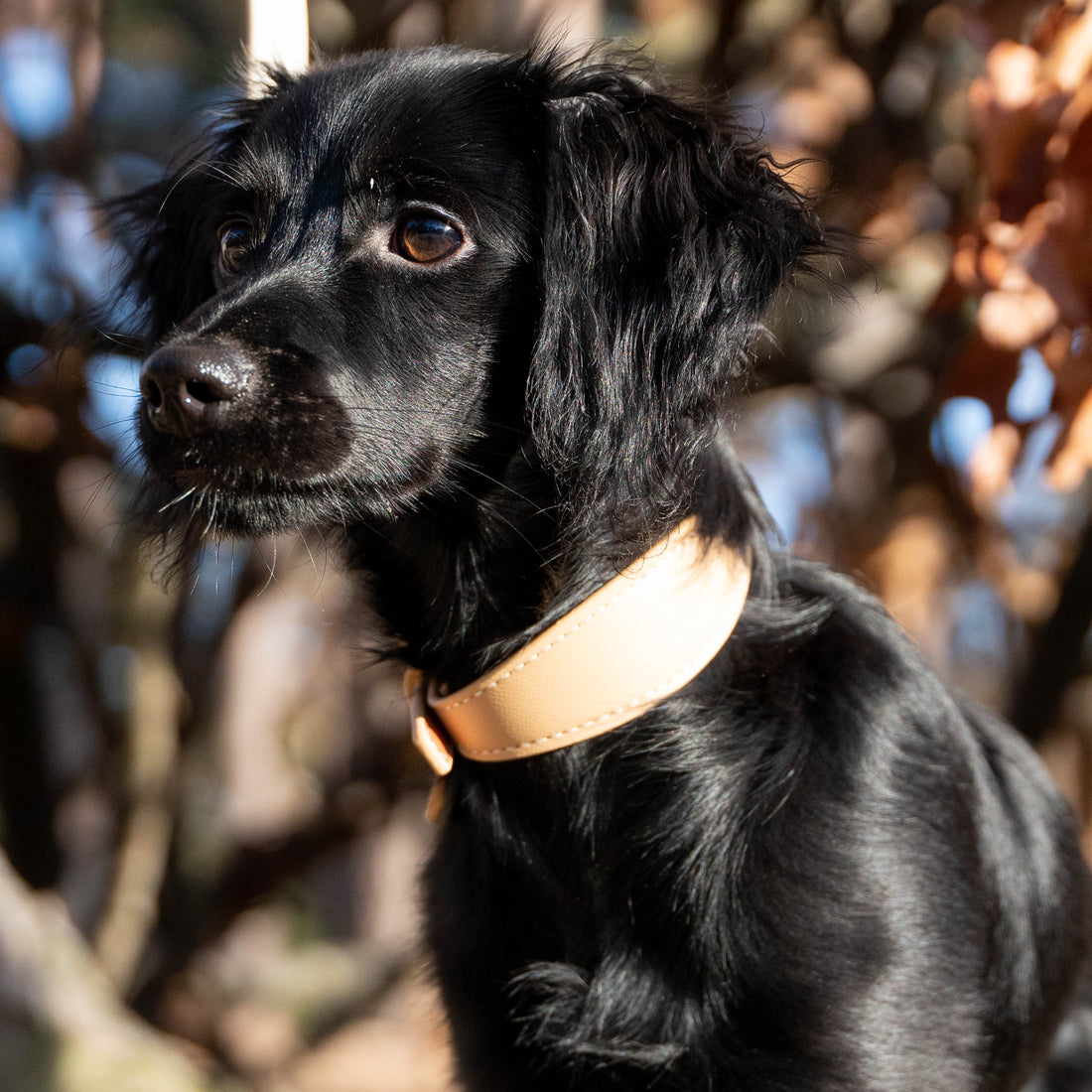Beige Vegan Leather Collar