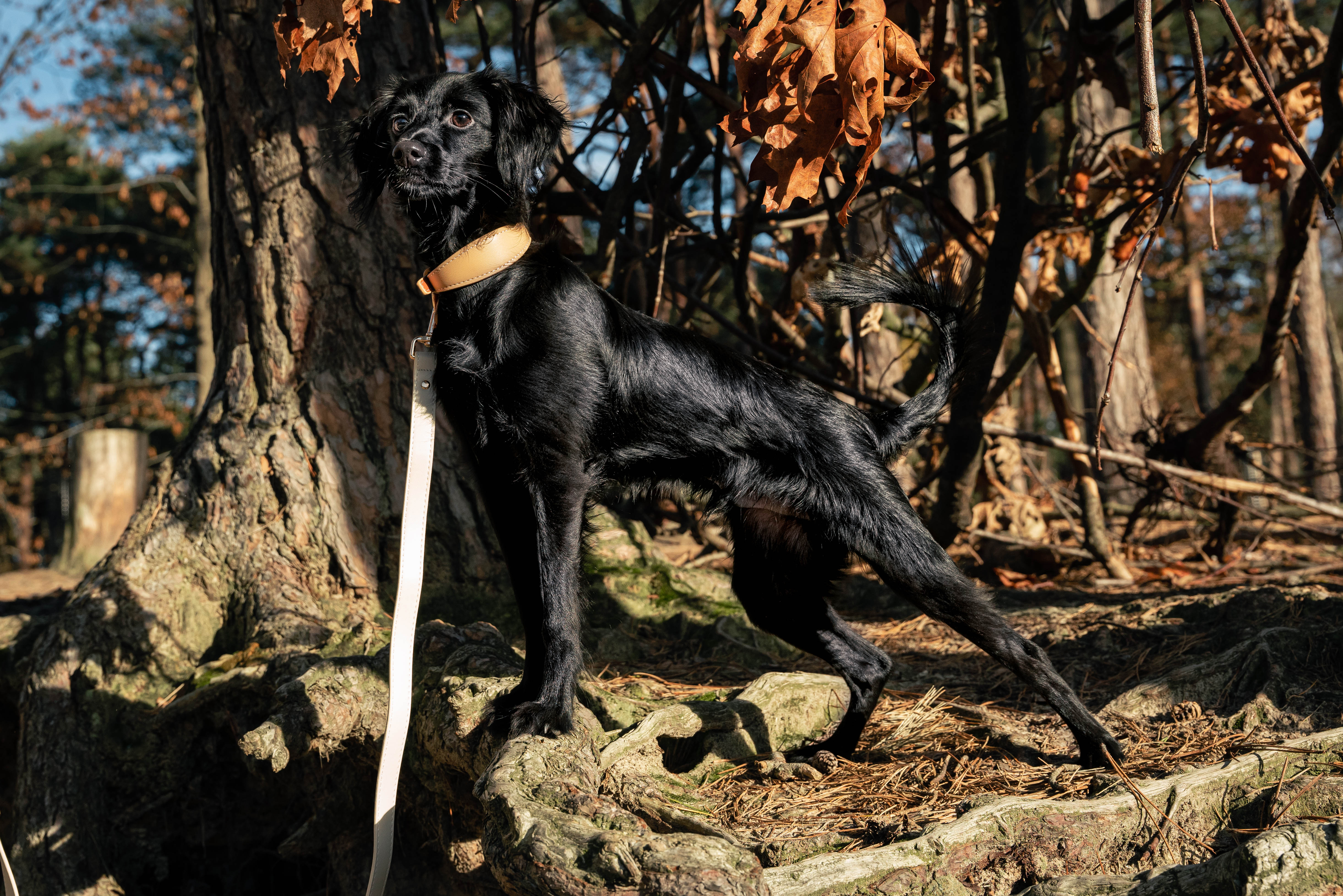 Beige Vegan Leather Collar