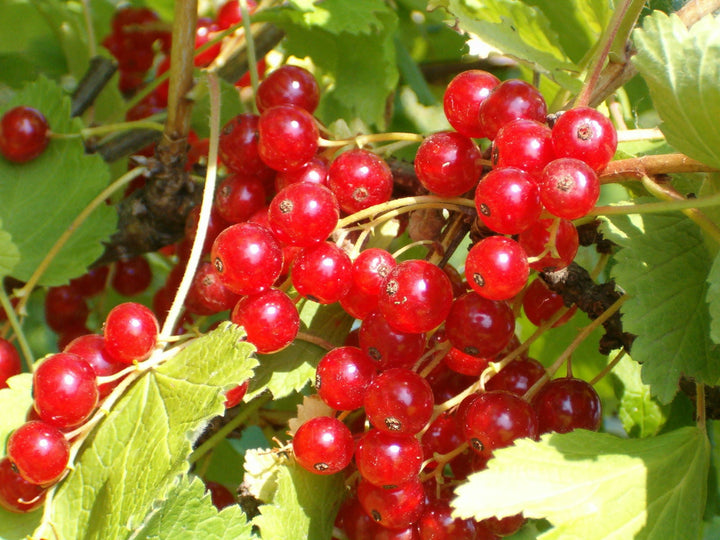 Ribes rubrum - Aalbes - Haagelement