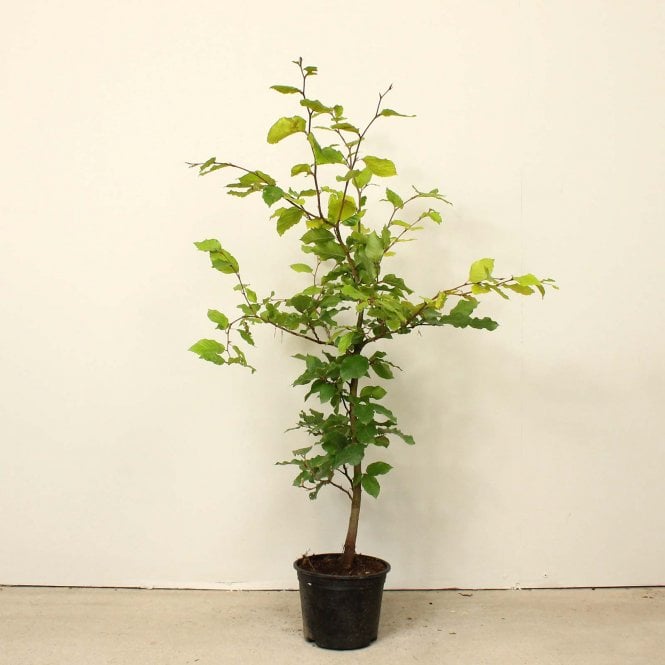 Fagus sylvatica - Groene beukenhaag in pot - 80-100cm pakketten