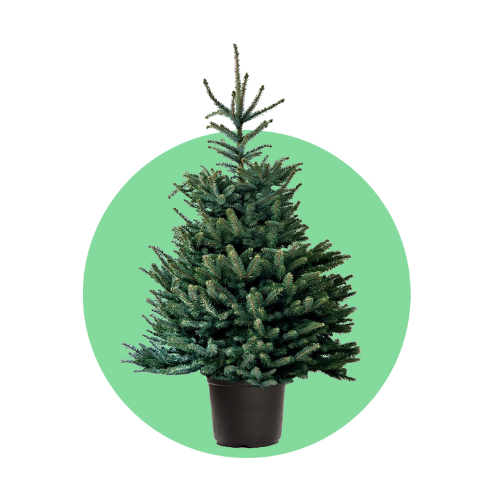 Blauwspar kerstboom 'Super' in pot - Picea pungens 'Super Blue' - 60/175cm