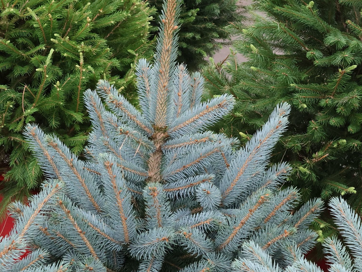 Blauwspar kerstboom 'Super' in pot - Picea pungens 'Super Blue' - 60/175cm