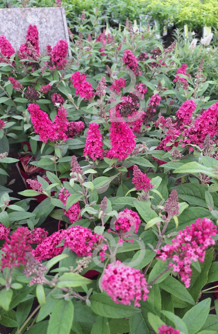 Buddleja 'Miss Ruby' - Vlinderstruik