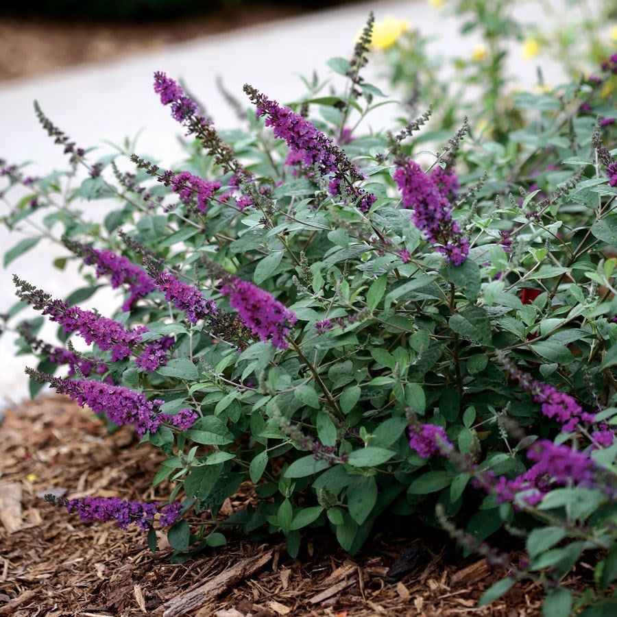 Buddleja 'Blue Chip' - Dwergvlinderstruik