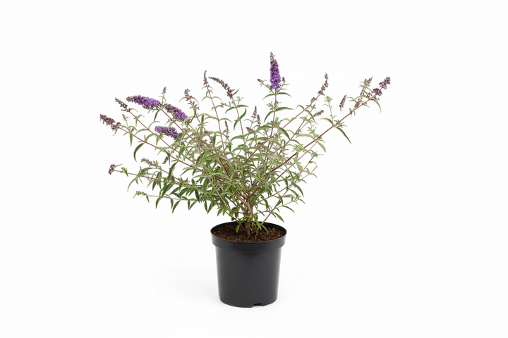 Buddleja davidii 'Nanho Blue' - Vlinderstruik