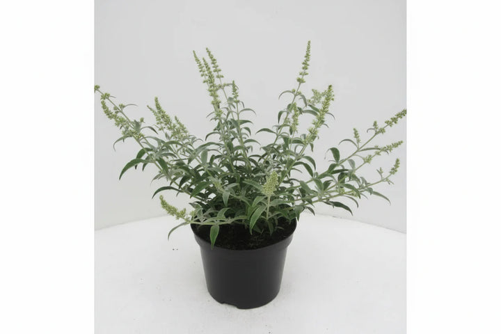 Buddleja 'White Ball' - Vlinderstruik