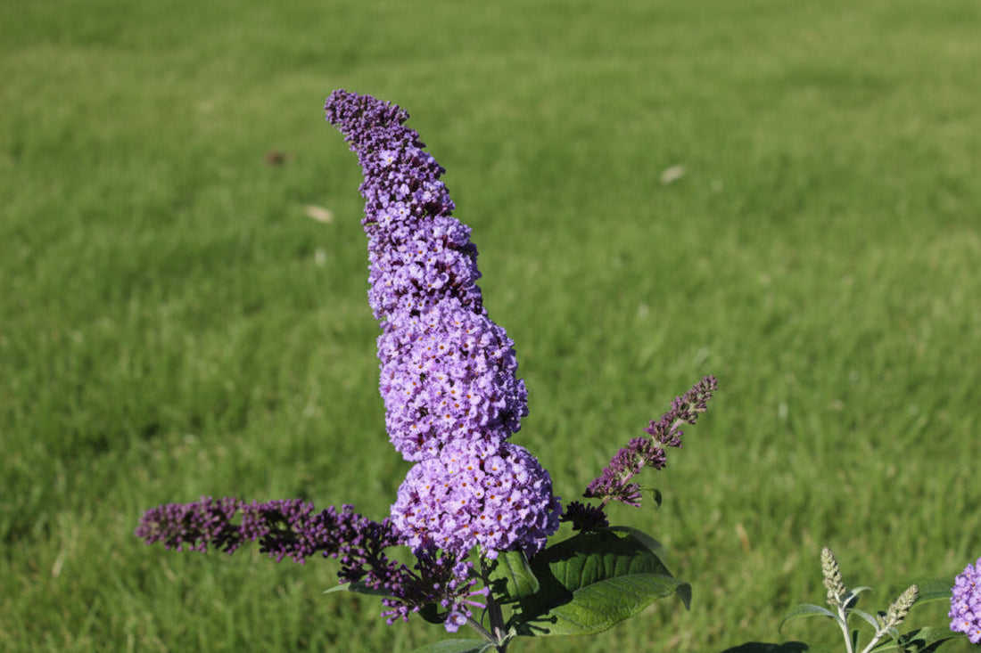 Buddleja davidii 'Orchid Beauty' - Vlinderstruik