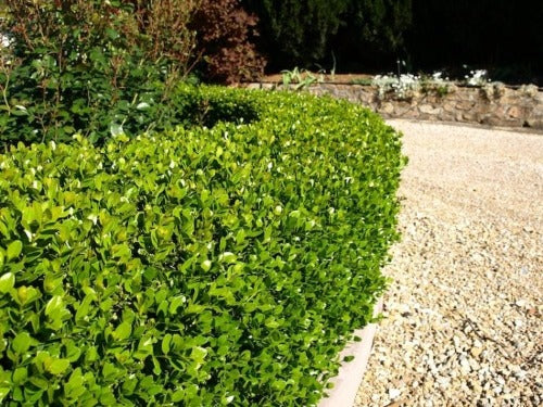 Buxus microphylla 'Faulkner' - Sterke buxushaag blote wortel