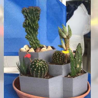 Cactus Pot - Goat Corp