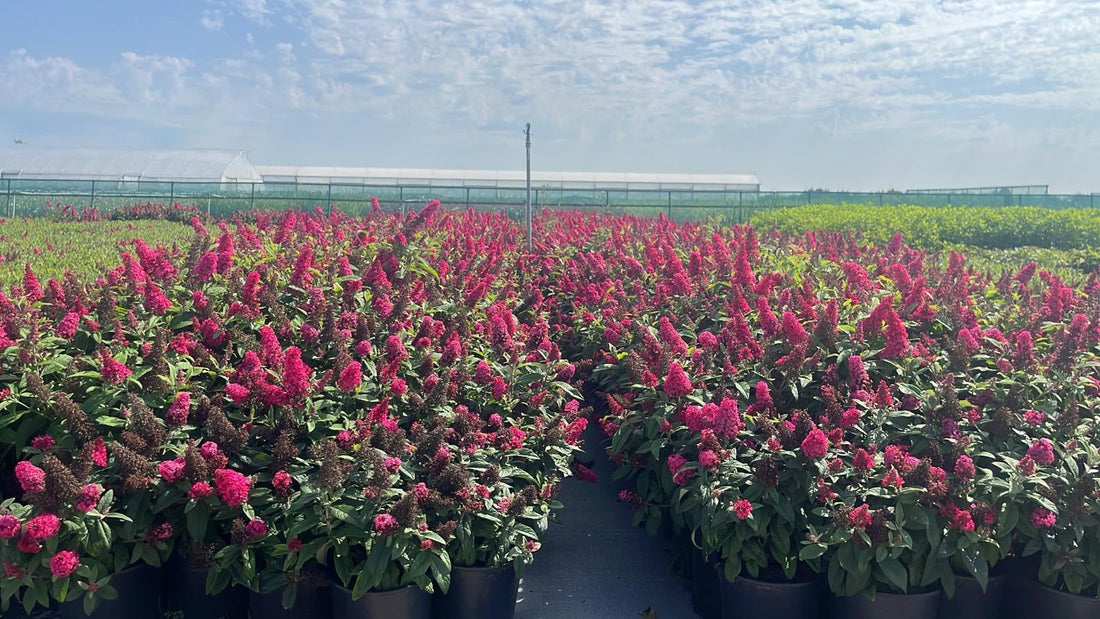 Buddleja Butterfly Candy 'Little Ruby' - Rode Dwergvlinder