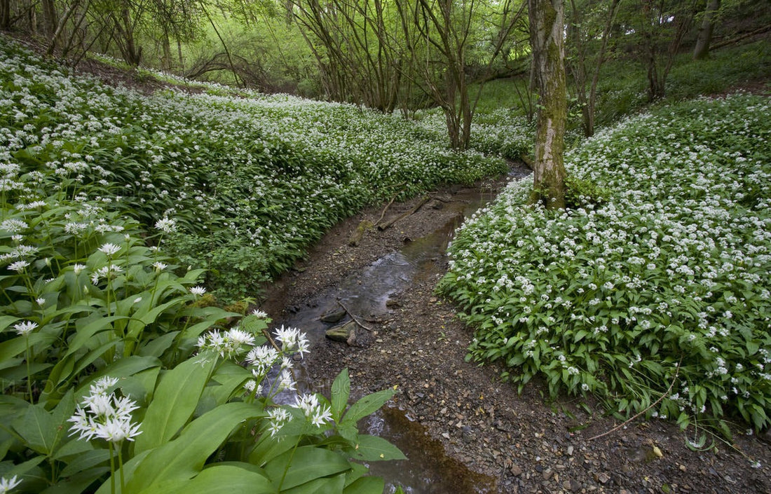 Allium ursinum - Daslook
