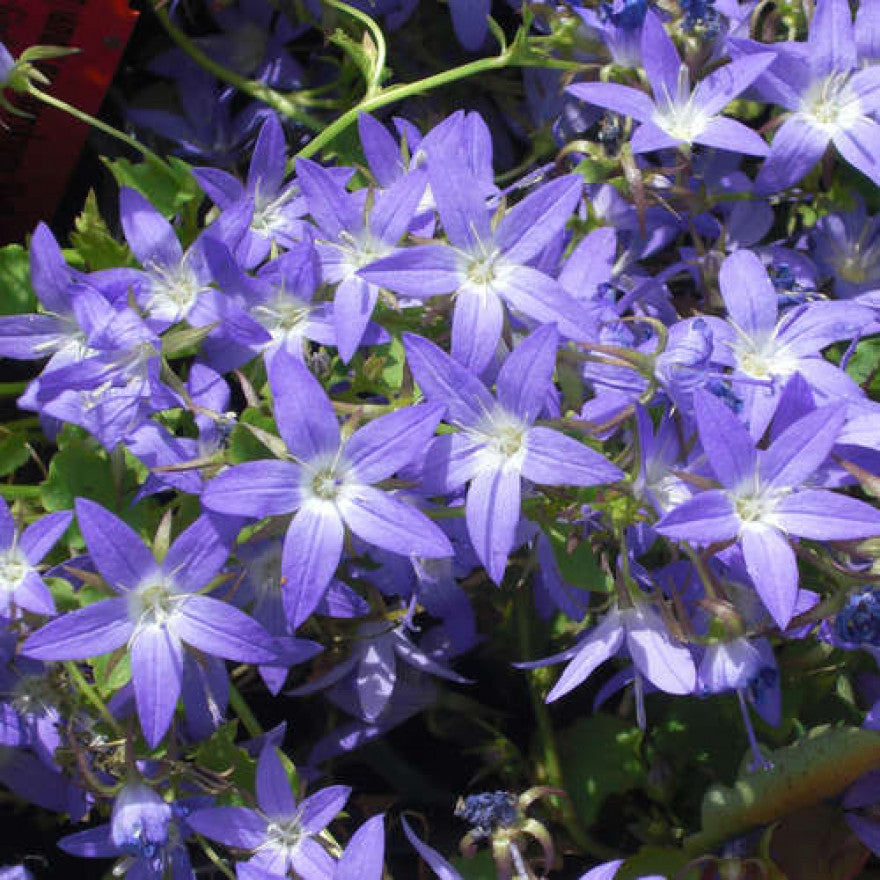 Campanula posch. 'Stella' - Klokjesbloem