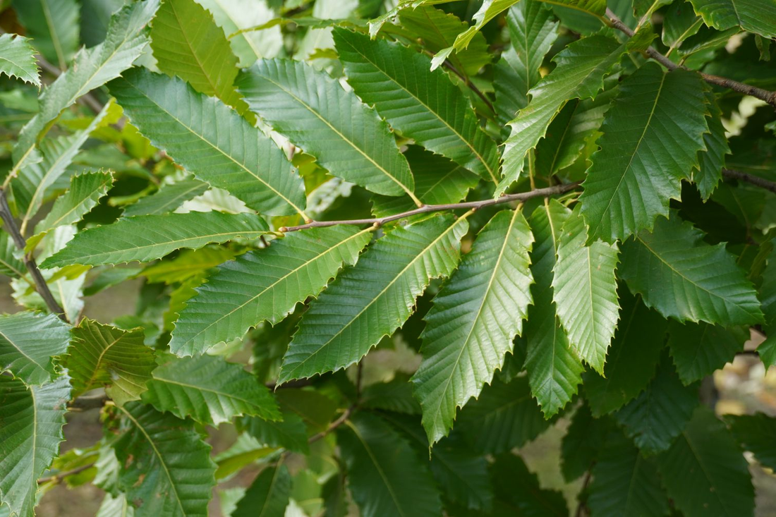 Castanea sativa - Tamme kastanjehaag blote wortel