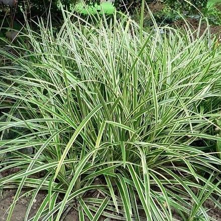Carex morrowii 'Ice Dance' - Zegge
