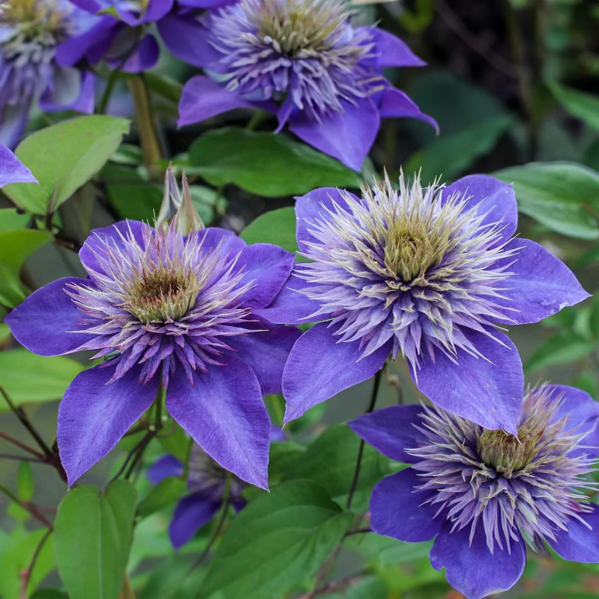Clematis mix - Blauw/Paars - Pakket van 10
