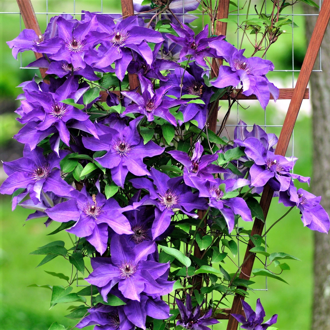 Clematis mix - Kleur - Pakket van 10