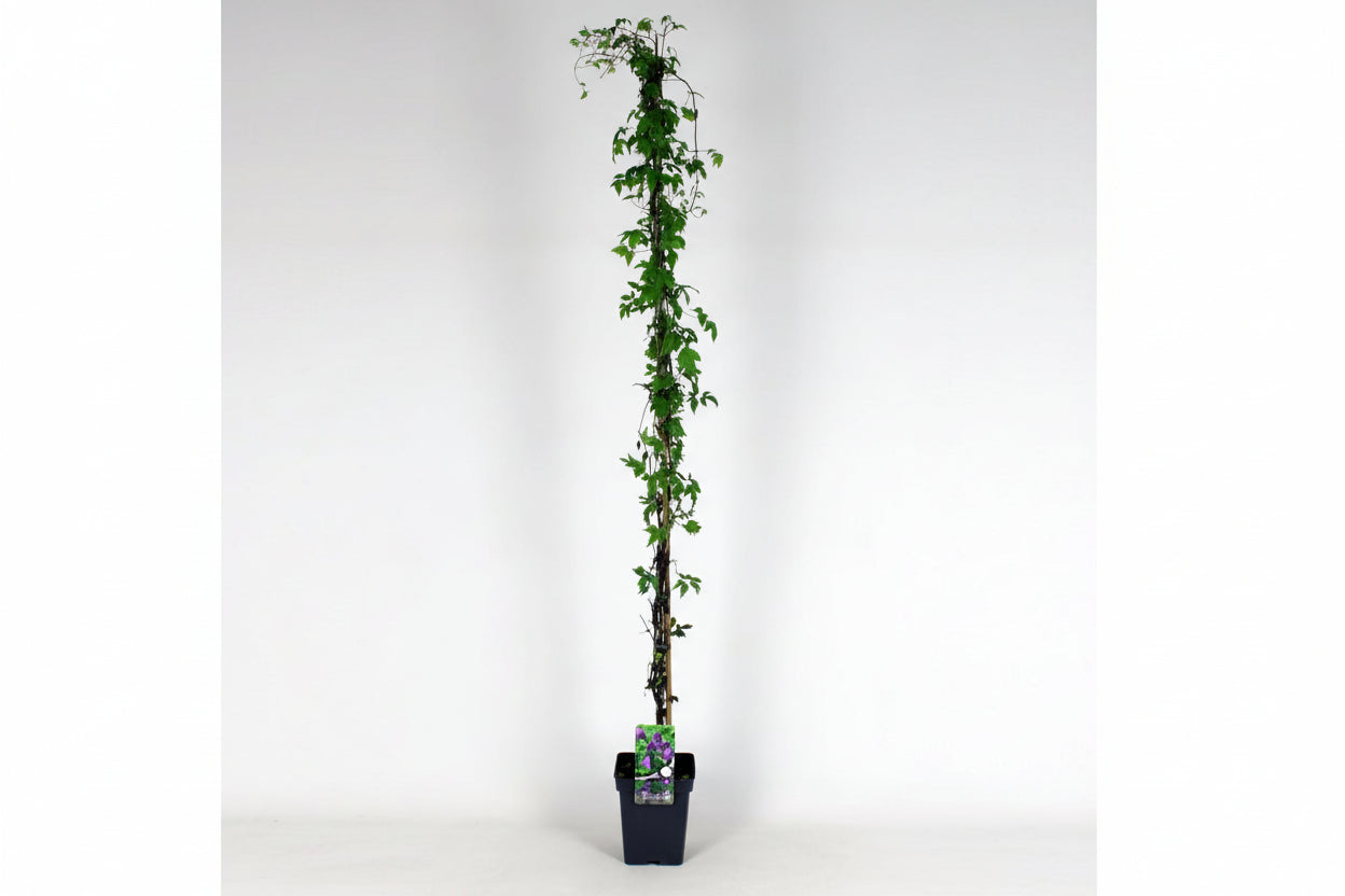 Clematis 'Alpina' - Paarse bosrank