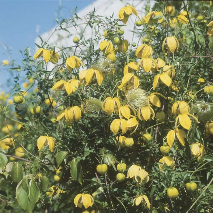Clematis 'Tangutica' - Gele bosrank
