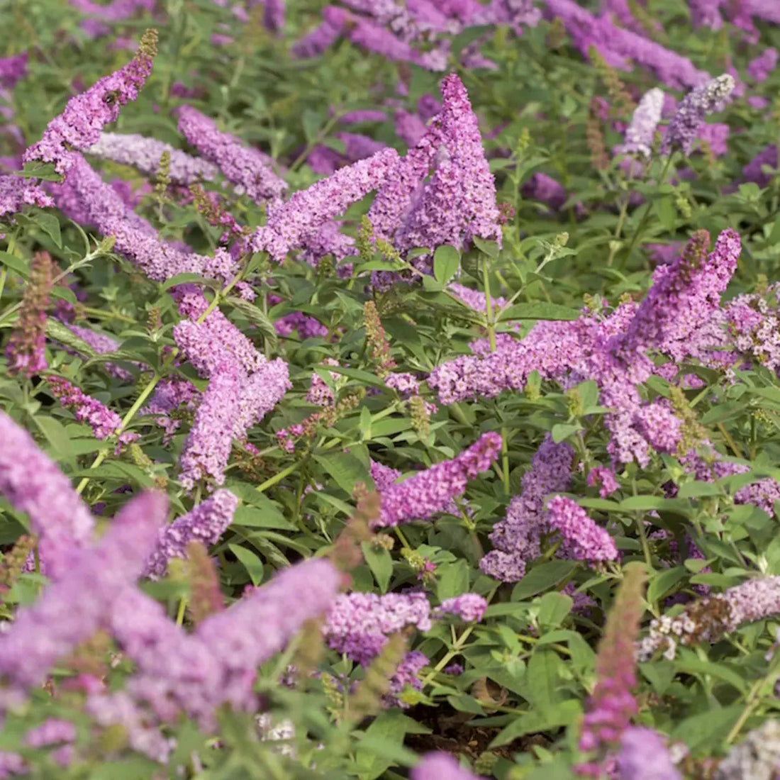 Buddleja 'Pink Micro Chip' - Dwergvlinderstruik roze