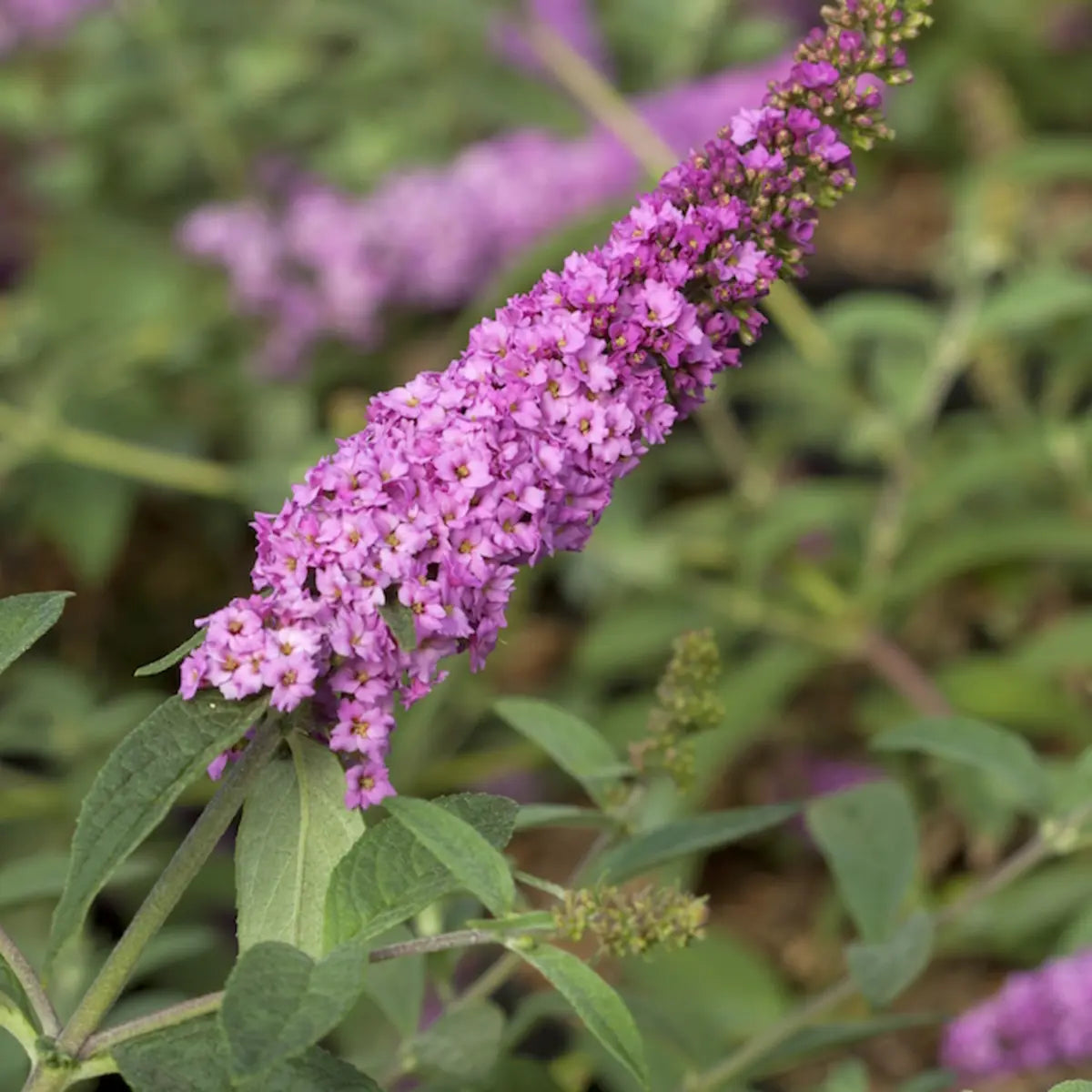 Buddleja 'Pink Micro Chip' - Dwergvlinderstruik roze