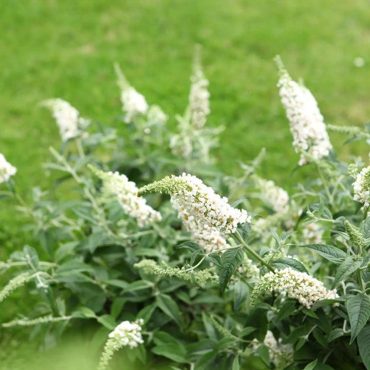 Buddleja 'White Chip' - Dwergvlinderstruik wit