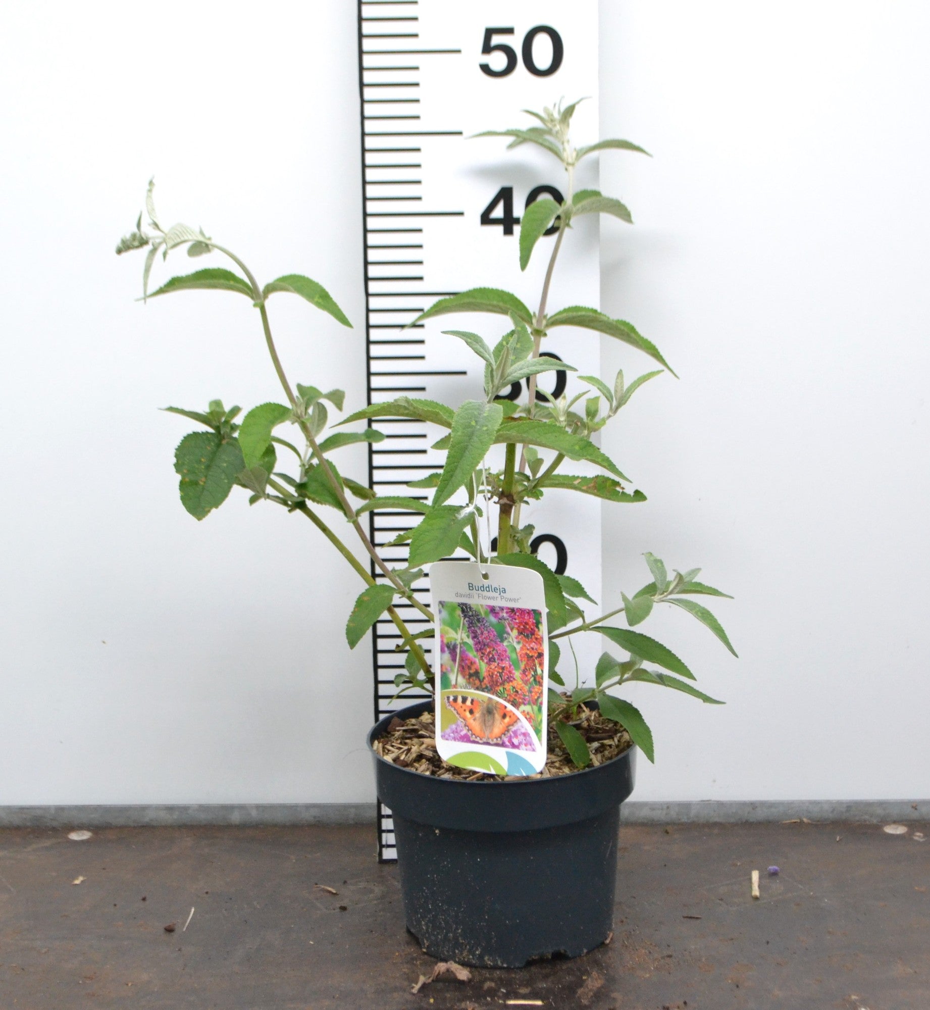 Buddleja weyeriana 'Flower Power' - Vlinderstruik