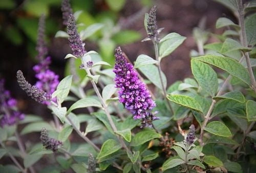 Buddleja 'Lilac Chip' - Dwergvlinderstruik Lila