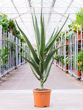 Aloe bainesii (barberae)