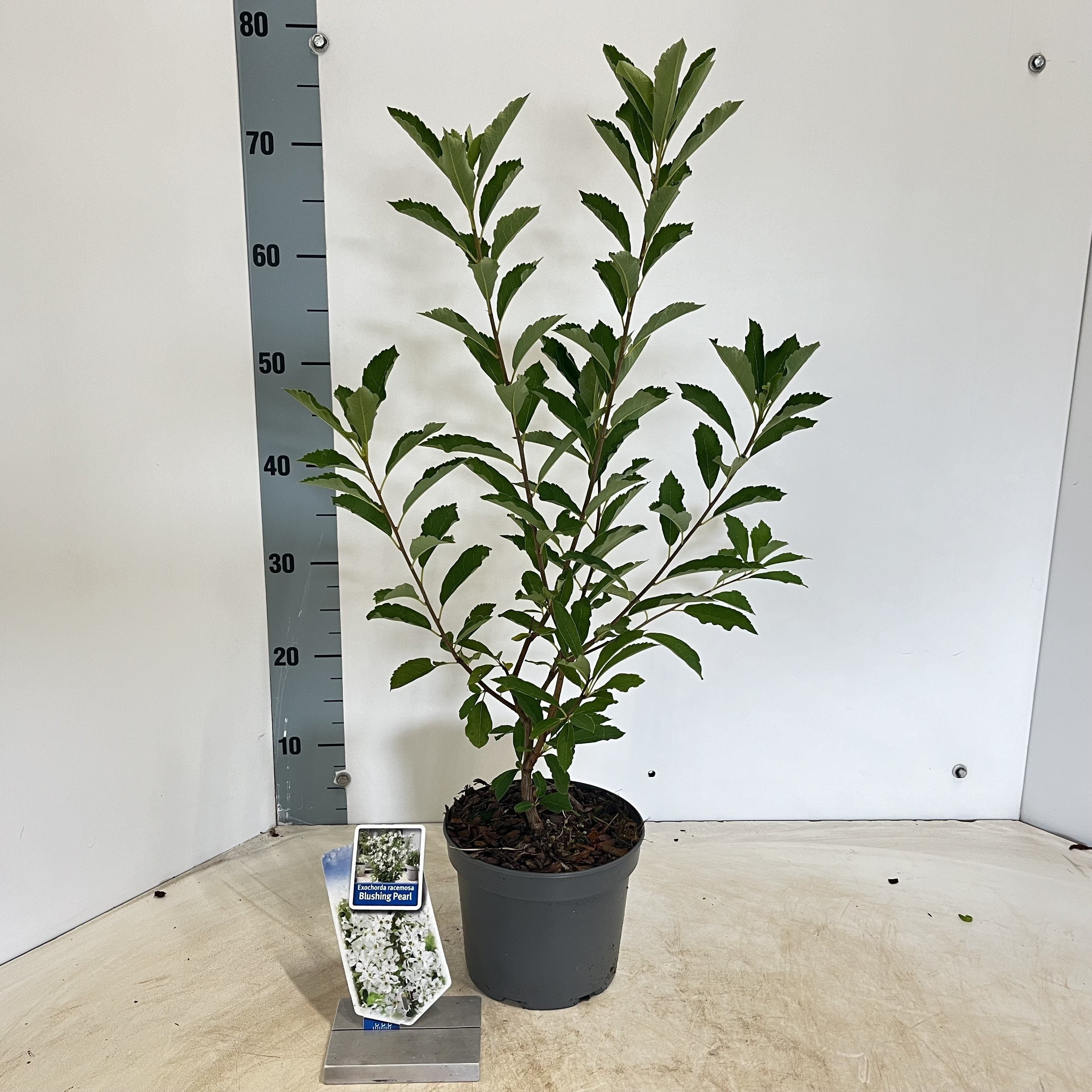 Exochorda racemosa 'Blushing Pearl' - Parelstruik