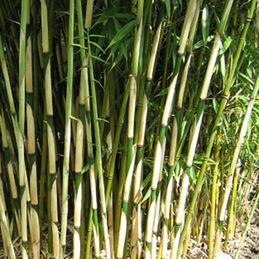 Fargesia robusta 'Campbell' - Niet woekerende bamboe
