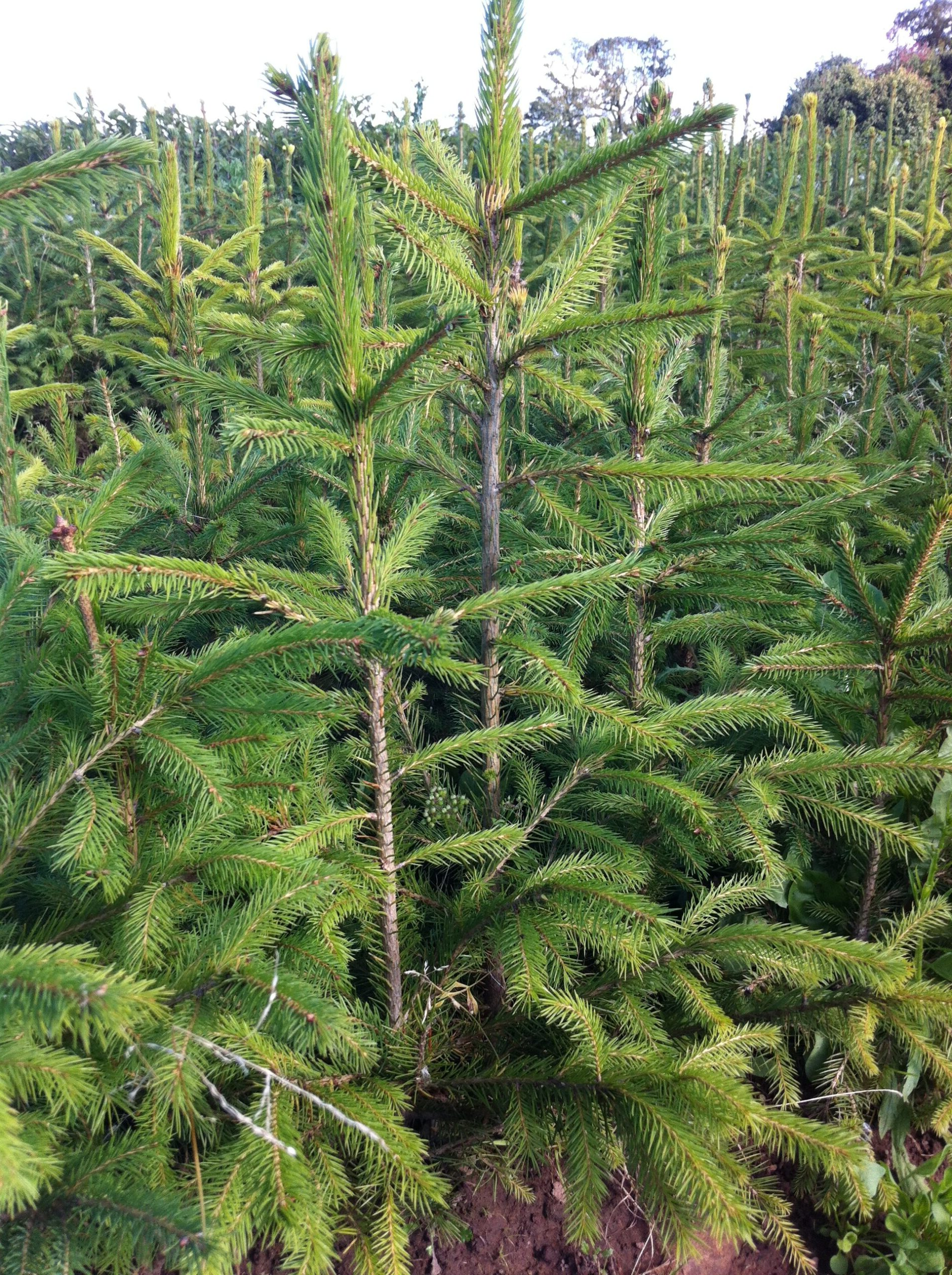 Fijnspar kerstboom 'Deluxe' gezaagd – 100/500 cm