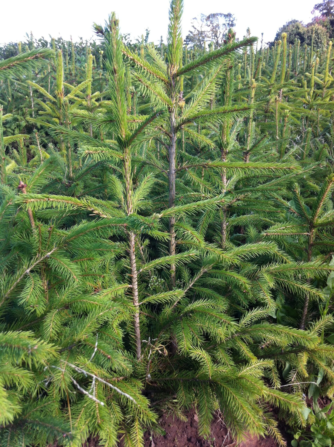Fijnspar kerstboom 'Deluxe' gezaagd – 100/500 cm