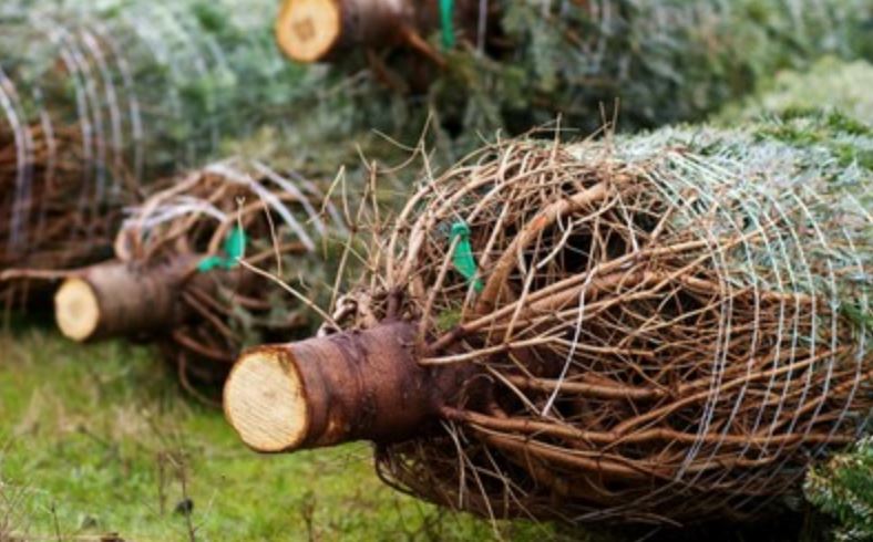 Fijnspar kerstboom 'Deluxe' gezaagd – 100/500 cm