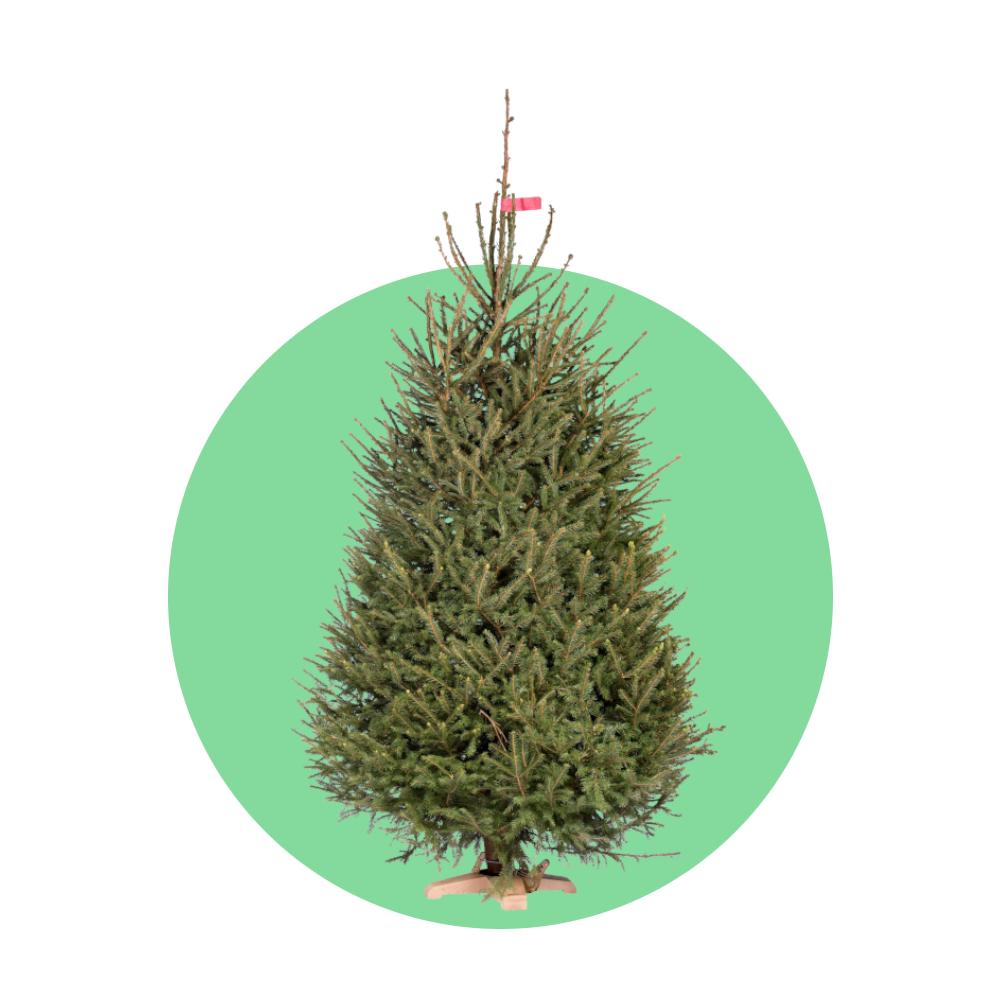 Fijnspar kerstboom 'Deluxe' gezaagd – 100/500 cm