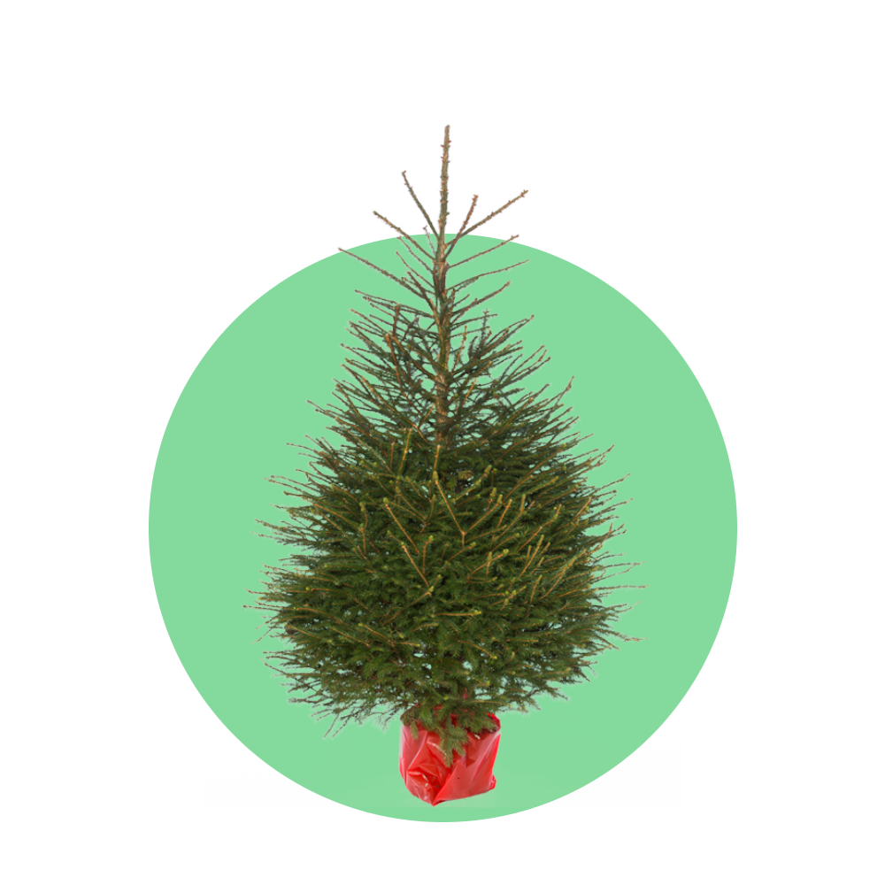 Fijnspar kerstboom 'Super' in pot – 80/200 cm