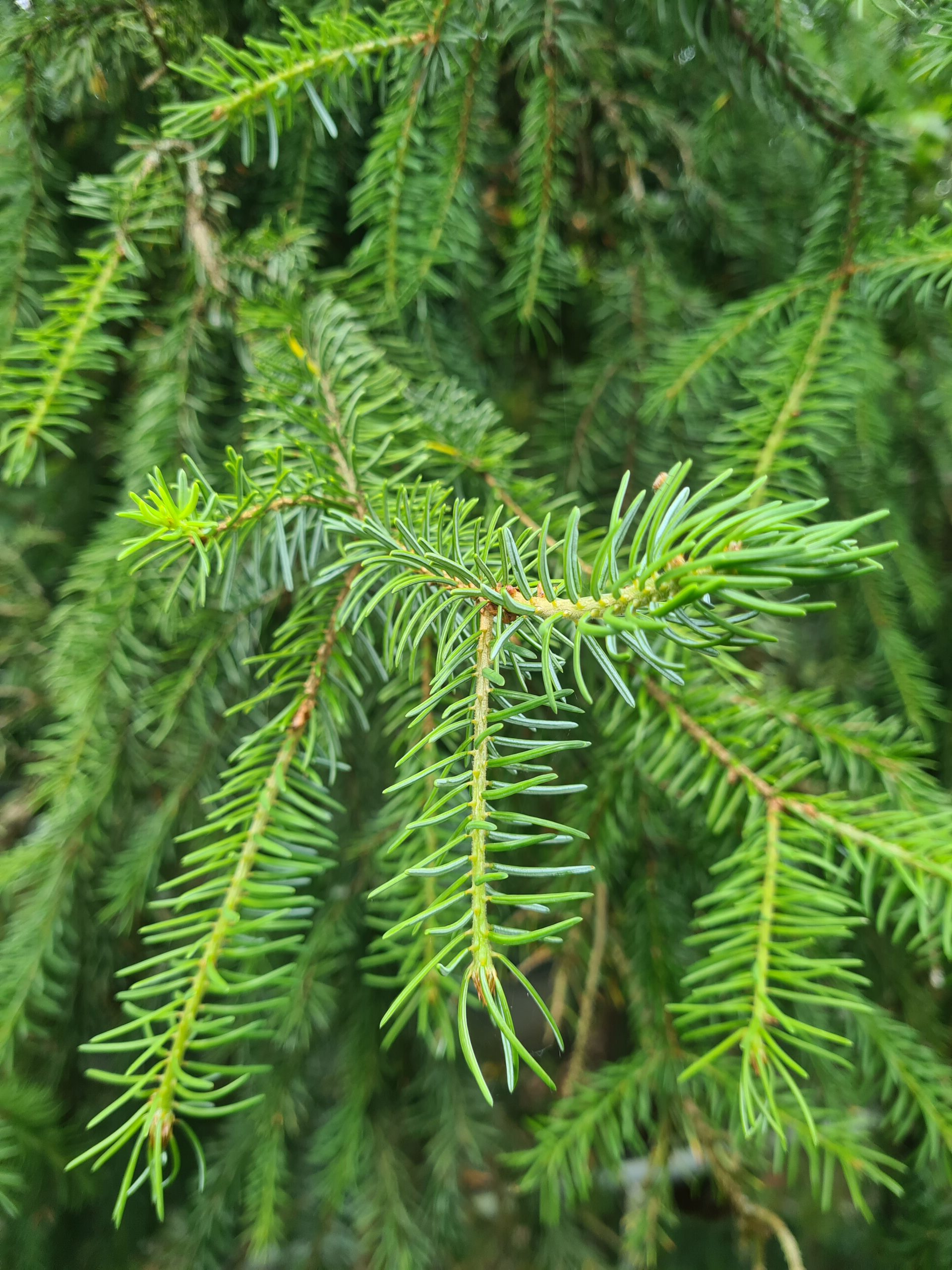 Fijnspar kerstboom 'Deluxe' gezaagd – 100/500 cm