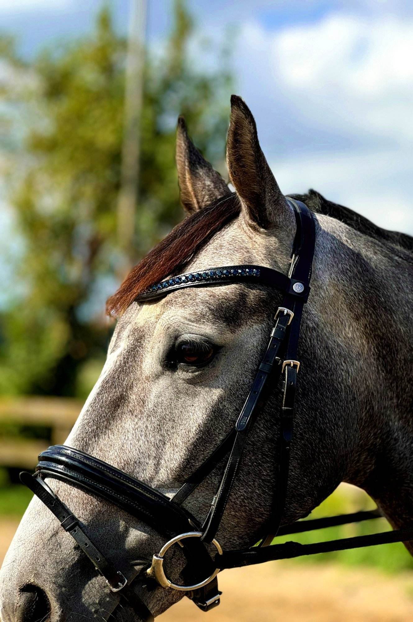 Frontriem Donkerblauw