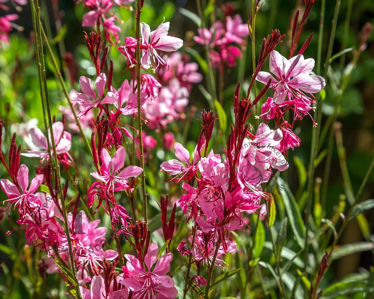 Gaura lindheimeri Siskiyou Pink - Prachtkaars