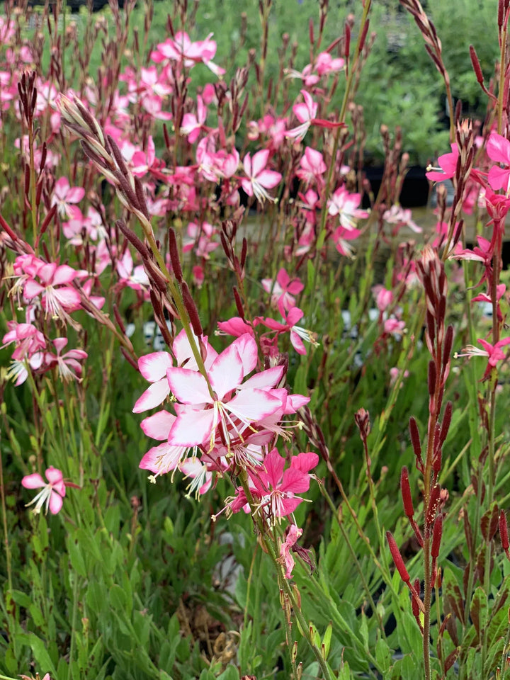 Gaura lindheimeri Graceful Pink - Prachtkaars