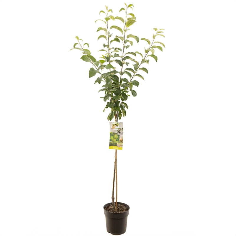Malus domestica 'Granny Smith' - Groene appel - Halfstam