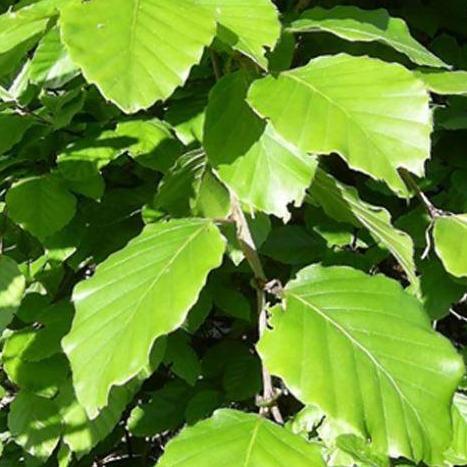 Fagus sylvatica - Groene beukenhaag in pot