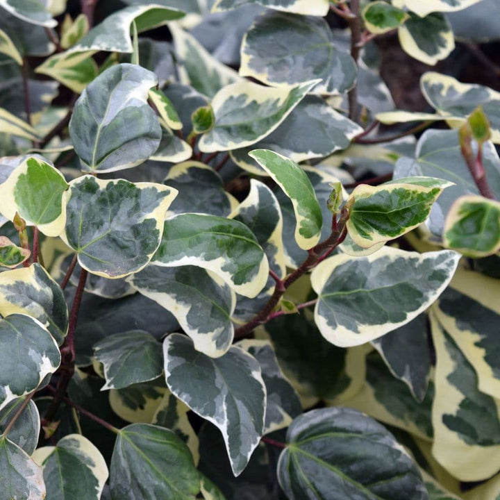 Hedera alg. Gloire de Marengo - Klimop